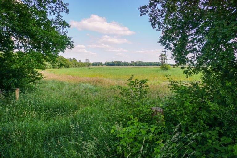 Zomers landschap in de Rheezermaten nabij De Rheezerbelten